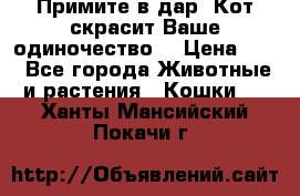 Примите в дар. Кот скрасит Ваше одиночество. › Цена ­ 0 - Все города Животные и растения » Кошки   . Ханты-Мансийский,Покачи г.